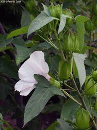 Image result for Hibiscus ludwigii