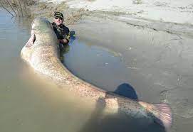 Strange But True Mammoth Catfish Caught In Italy And Great White Shark Lurking Off Washington Coast The Seattle Times