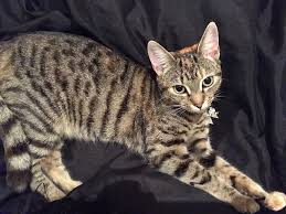Check spelling or type a new query. 8 Week Pregnant Cat Help Thecatsite