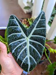 Image result for Kotschya longiloba