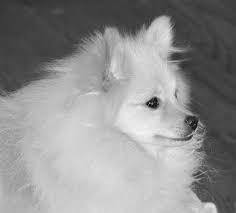 Click pictures to enlarge 🔍. Canine Parvovirus Vaccine Symptoms And Treatment Whole Dog Journal