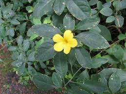 Image result for Reinwardtia indica