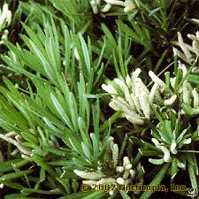 Image result for Nageia