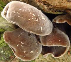 Elles peuvent évoluer et colorer la langue en noir. Champignon Noir Wikipedia