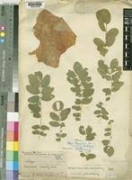 Image result for Albizia tanganyicensis