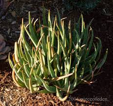 Image result for Aloe cameronii × greatheadii