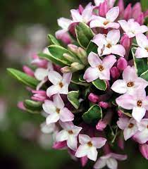 Daphne Flower Fragrance Daphne Flower Fragrant Flowers