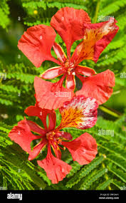 Image result for Delonix