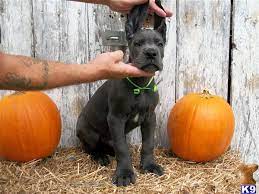 Small breeder of european and american great danes. Great Dane Puppy For Sale 100 European Blue Great Danes 8 Years Old