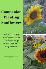 Companion Planting Sunflowers Growing Guides Garden Companion Planting Companion Gardening Planting Sunflowers