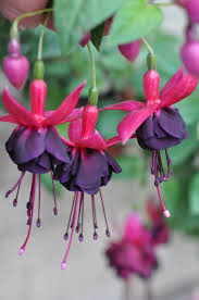 Rohees New Millenium Flores Bonitas Flores Jardineria