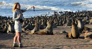 Maybe you would like to learn more about one of these? Terpapar Polutan Ribuan Spesies Anjing Laut Mati Di Namibia Asiatoday Id