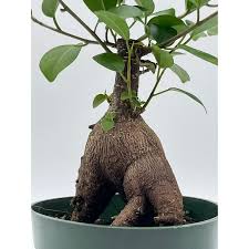 Image result for Ficus muelleriana