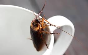 Pest control colorado springs, united states, pest removal services, critters, extermination, vermin control, rat catcher. White Knight Pest Control Pest Control Treatments For Tx Az Co Ut