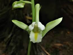 Image result for Eulophia norlindhii