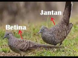 Check spelling or type a new query. Cara Membedakan Jenis Kelamin Burung Perkutut Jantan Betina Youtube