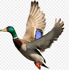 Flying Duck Png Mallard Ducks Taking Off Png Image With Transparent Background Toppng Donald duck daisy duck duck clipart rubber duck daffy duck oregon duck mandarin duck. flying duck png mallard ducks taking