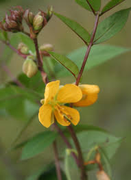 Image result for Senna occidentalis