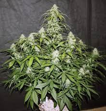 At least that's what i am doing. Crop King Seeds Northern Lights Auto Grow Journal Week10 By Squirrel Master Growdiaries