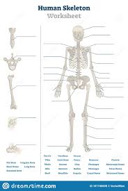There are 358 bones diagram for sale on etsy, and they cost $14.36 on average. Human Skeleton Worksheet Vector Illustration Blank Educational Bone Scheme Stock Course Body Bones Skeletal System Coloring Pages Axial And Appendicular Grade 5 Diagram Labeling Oguchionyewu