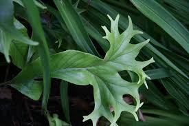 Image result for Pyrrosia