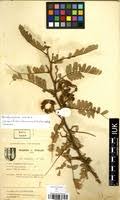 Image result for Aeschynomene elaphroxylon