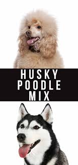 In the us, the husky doo doodle puppies for sale are available at various pet stores. Husky Poodle Mix Breed Information A Guide To The Huskydoodle Dog