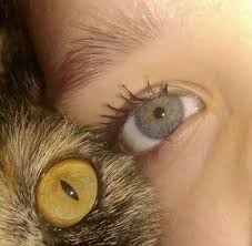 Ferdi Tayfur Adli Kullanicinin Eye Panosundaki Pin Kedi