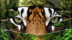 Lucky for you, howstuffworks play is here to help. Quiz Are You A Tiger Expert Cbbc Bbc