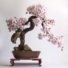 We did not find results for: Artificial Bonsai Tree Cherry Bonsai Zokei Sakura Artificialbonsaitree Bonsai Tree Types Indoor Bonsai Tree Bonsai Tree