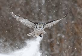 Minnesota In Winter Northern Owls Winter Finches Bogs And Boreal Forests Naturescape Tours Select from premium owl winter of the highest quality. northern owls winter finches bogs and