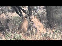 Lioness Takes A Baby Baboon From A Tree Top African Safari Videos Youtube