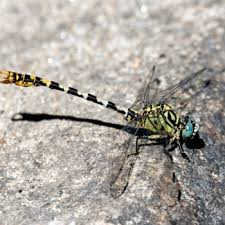 Image result for Pyla fusca