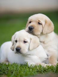 Labrador puppies are so cute and loveable. Yellow Labrador Retriever Puppies Photographic Print Ron Dahlquist Art Com