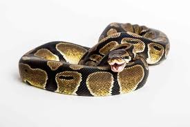 How To Feed A Ball Python Schedule Cost And Tips