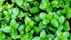 نتیجه جستجوی لغت [mint] در گوگل