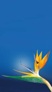 Birds Of Paradise Wallpaper Hd Bird Of Paradise Flower Close Up Iphone 6 Wallpaper Download Iphone Wallpapers Ipad Wallpape Birds Of Paradise Flower Iphone Photography Iphone 7 Wallpapers