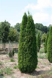 Conical Arbor Vitae For Front Door Sides Emerald Green Arborvitae Arborvitae Tree Arborvitae