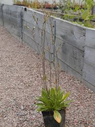 Image result for Silene bellidioides