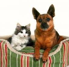 I have taken all my animals here for the past 25 years (dogs, cats, guinea pigs). Home Trilby Animal Hospital Veterinarian In Toledo
