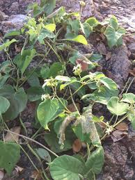 Image result for Rhipidoglossum microphyllum