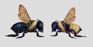 What you're describing sounds like carpenter bees and not bumble bees. Is It A Carpenter Bee Or Bumble Bee Colonial Pest Control