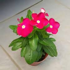 Villa kota bunga vinca is located in cipanas. Jual Zplant Bunga Vinca Merah Putih Tapak Dara Gantung Tanaman Hias Online April 2021 Blibli