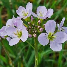 Image result for Cardamine pratensis