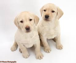 Labrador Retrievers Looking For Labrador Retriever Puppies For Sale Labrador Retriever Puppies Retriever Puppy Labrador Retriever