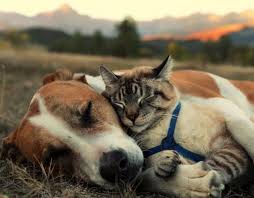 A Rescue Dog And Cat Go On The Most Incredible Adventures Together Cute Cats And Dogs Rescue Dogs Dog Cat