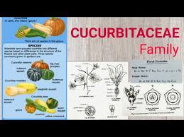 Image result for Cucurbitaceae