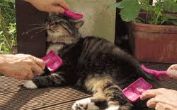To your surprise, something happens suddenly and the fur starts flying. Top 5 Reasons To Groom Your Cat Regularly Nekomori Cat Grooming Salon