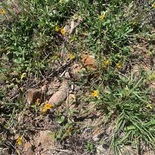 Image result for Zornia capensis