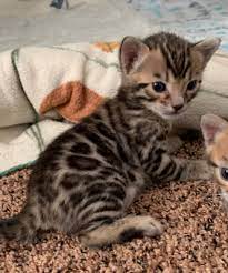 Our bengal cattery sells bengal kittens in the north texas panhandle. Past Bengal Kittens Bengal Kitten Bengal Kittens For Sale Kitten For Sale